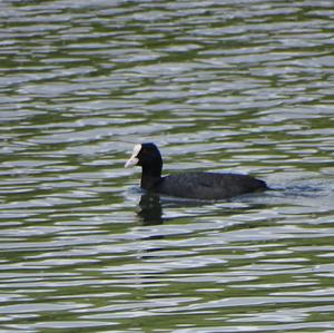 Common Coot