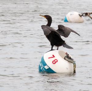 Neotropic Cormorant