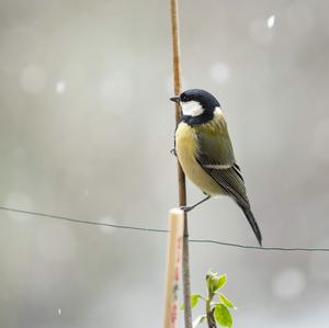 Great Tit