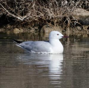 Slender-billed Gull