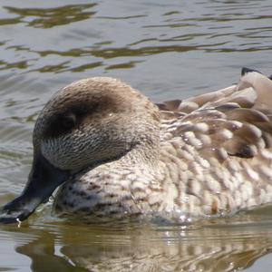 Marbled Teal