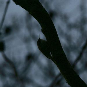 Short-toed Treecreeper