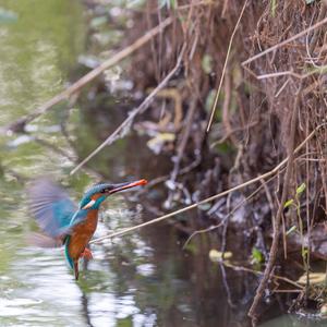 Eisvogel