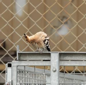 Eurasian Hoopoe