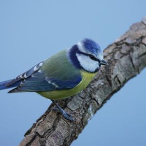 Blue Tit