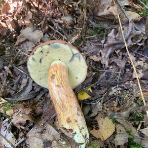 Bay Bolete