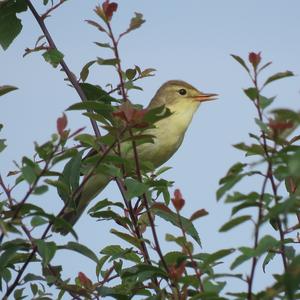 Melodious Warbler