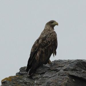 White-tailed Eagle