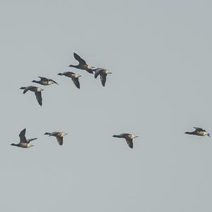 Brent Goose