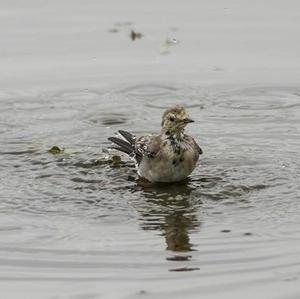 White Wagtail