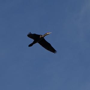 Great Cormorant