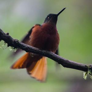 Chestnut-breasted Coronet