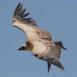 Griffon Vulture