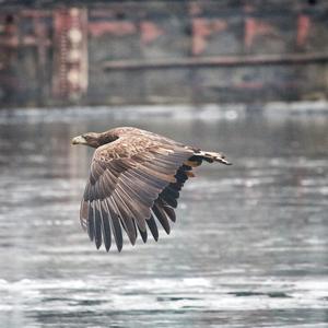 White-tailed Eagle