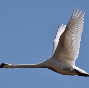 Mute Swan