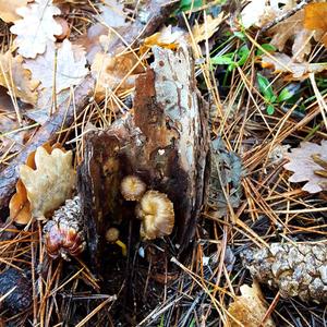 Trumpet Chanterelle