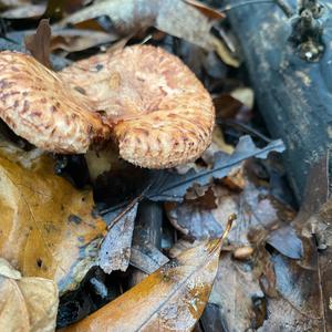 Poison Paxillus