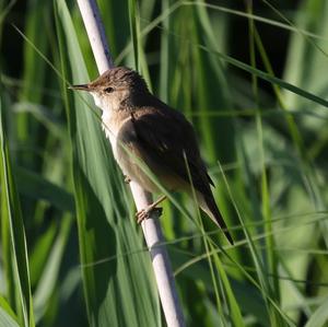 Eurasian Reed-warbler