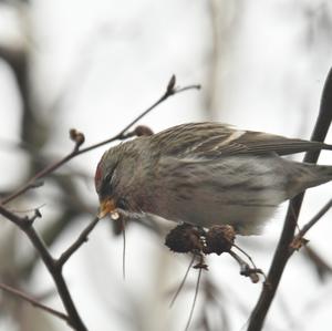 Common Redpoll