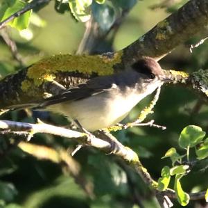 Blackcap