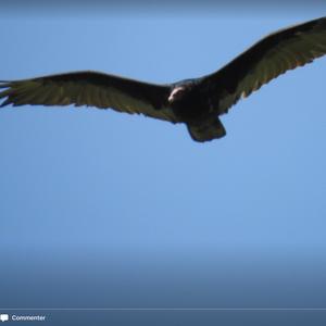 Turkey Vulture