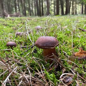 Bay Bolete