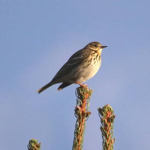 Tree Pipit