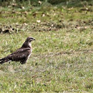 Mäusebussard