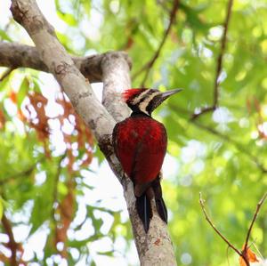 Black-rumped Flameback