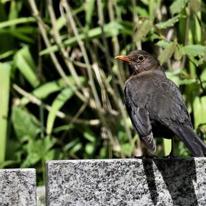 Eurasian Blackbird