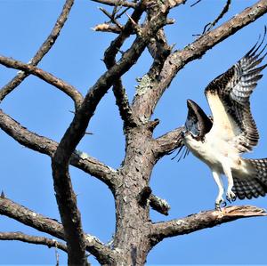 Osprey