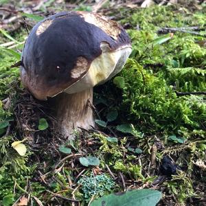 King Bolete