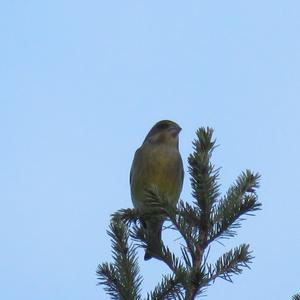 European Greenfinch