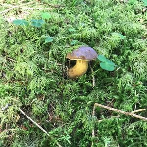 Bay Bolete