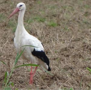 White Stork