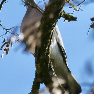 Common Wood-pigeon