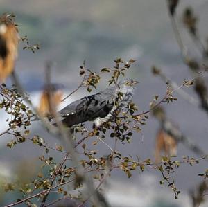 Common Cuckoo