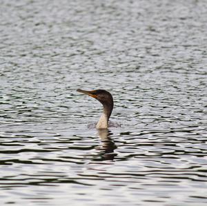 Double-crested Cormorant