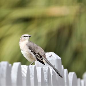 Northern Mockingbird