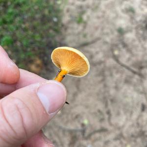 False Chanterelle