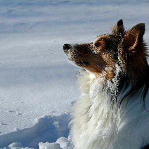 Shetland Sheepdog