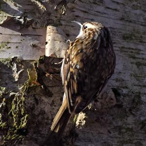 Eurasian Treecreeper