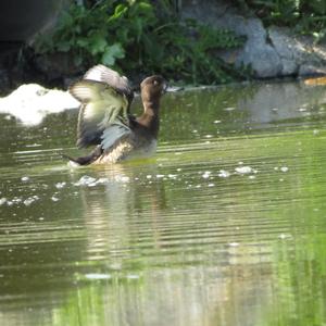 Tufted Duck