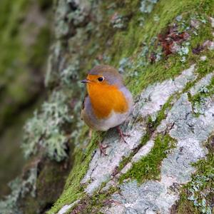 European Robin