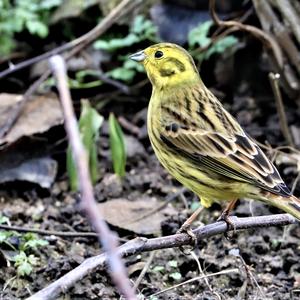 Yellowhammer