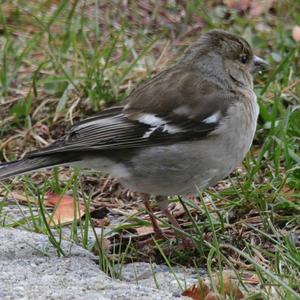 Eurasian Chaffinch