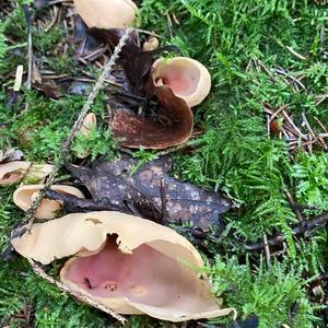 Unknown Species