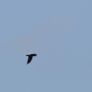 Common Raven