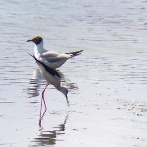 Black-winged Stilt