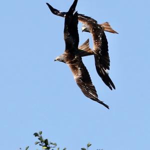 Black Kite